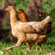 Chickens running across a green grassy field